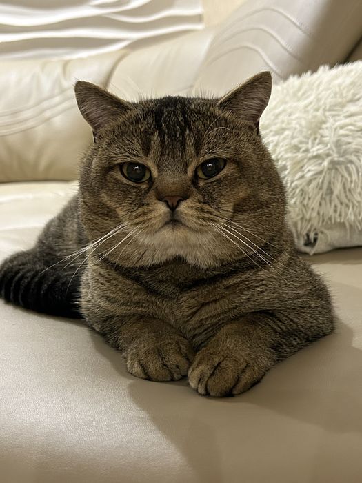 Шотландень Золота шиншилка