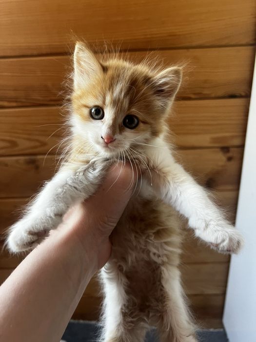 Віддам котенят в добрі руки
