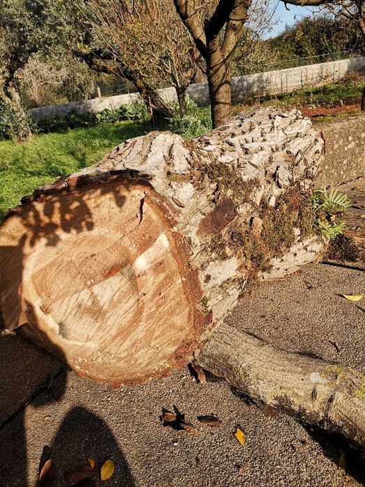 Madeira de NOGUEIRA para esculturas