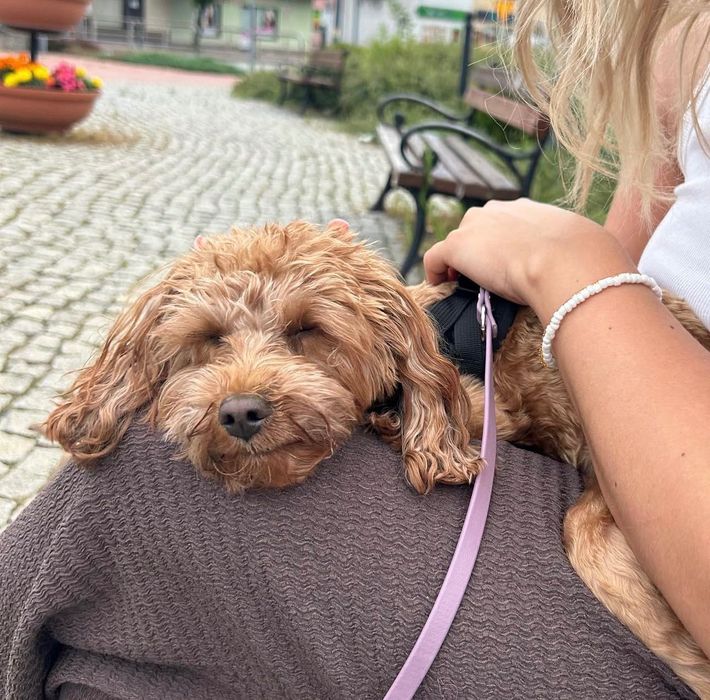 Opieka nad psem kotem z doświadczeniem i miłością