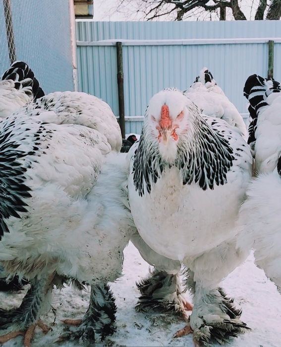 Продам инкубационное яйцо курей породы Брама светлая (Колумбия)