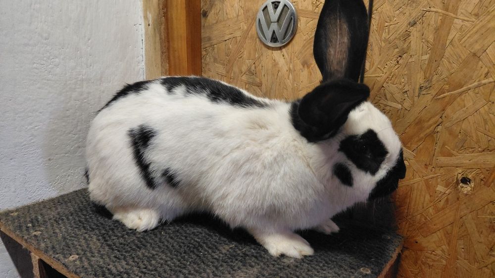 Samiec srokacz czarny