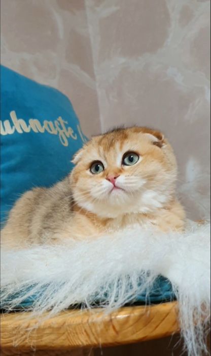 Золотий висловухий шотландський шиншила