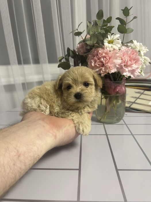 Неймовірна дівчинка мальтипу ф1 міні