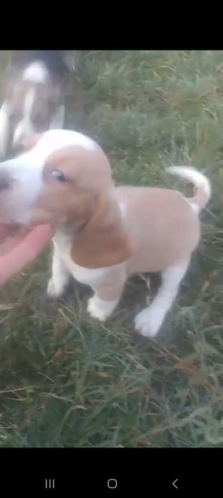 Beagle bicolor pura