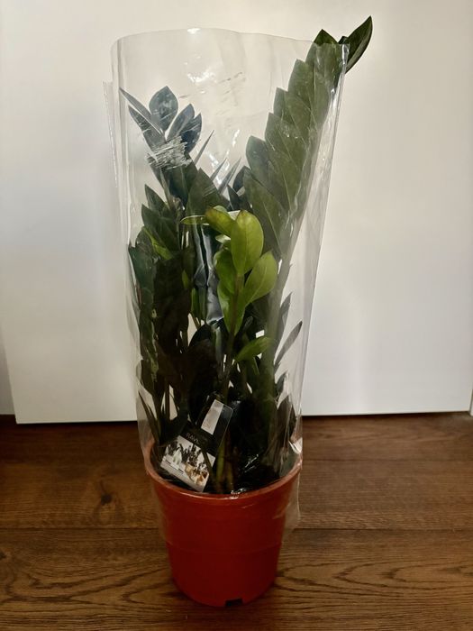Zamioculcas Raven w brązowej doniczce