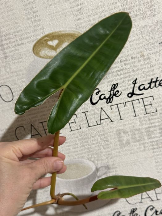 Филодендрон Биллитау (Philodendron billietiae) от вар