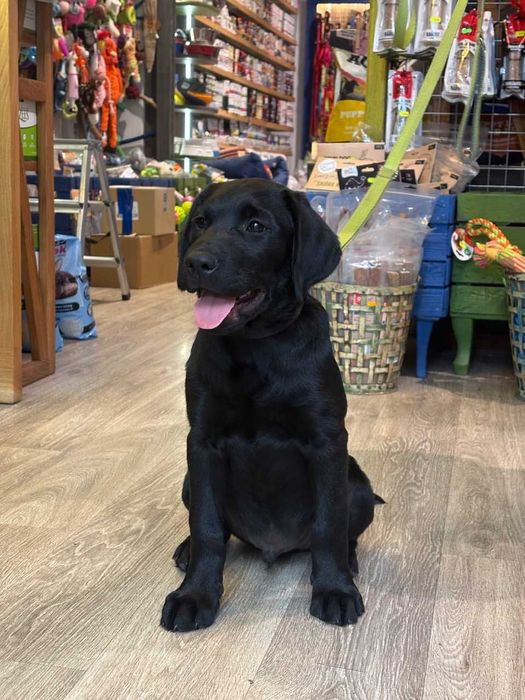 Labrador retriever FCI