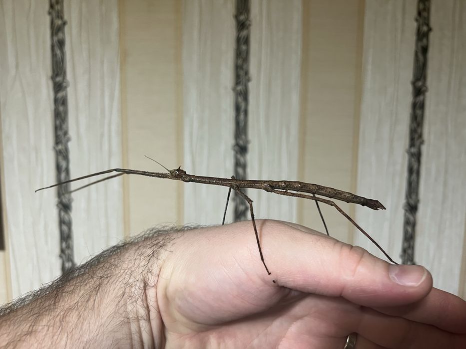 Палочники Анамські