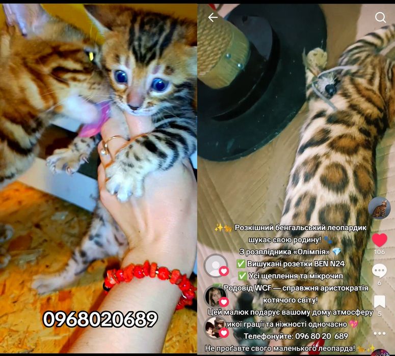 Елітні бенгальські кошенята шоу-класу .