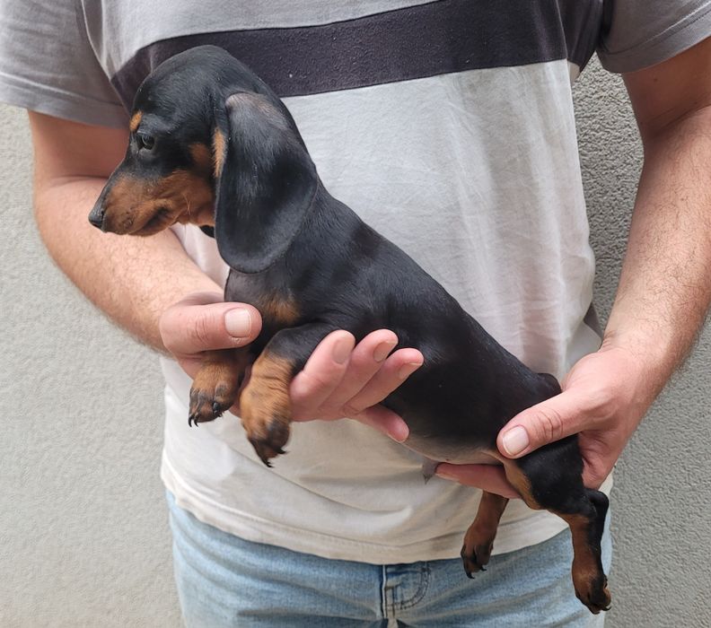 Teckel macho preto afogueado