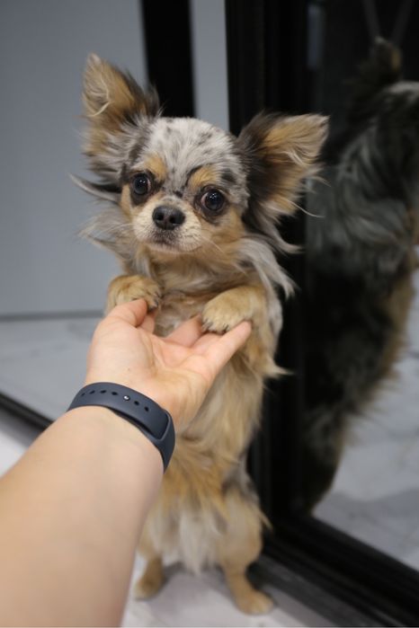 Идеальный парень Чихуахуа мерле на вязку кобель