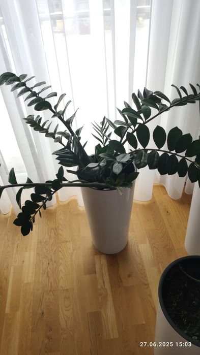 Sansewieria, do odbioru. 200 za sztukę