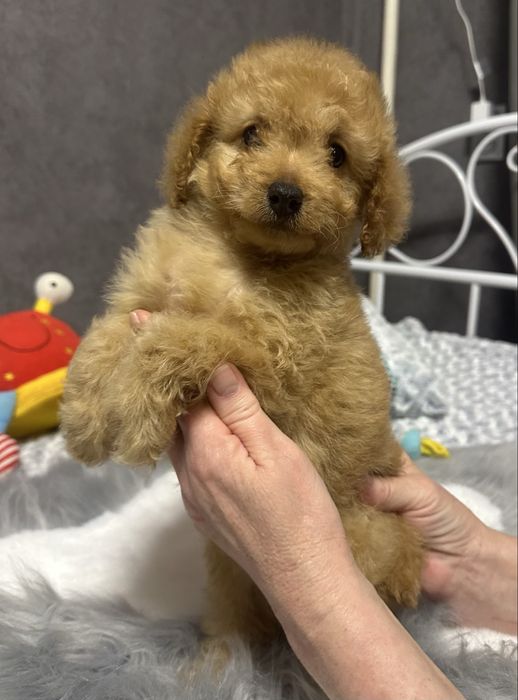 Пуделята  симпатюльки