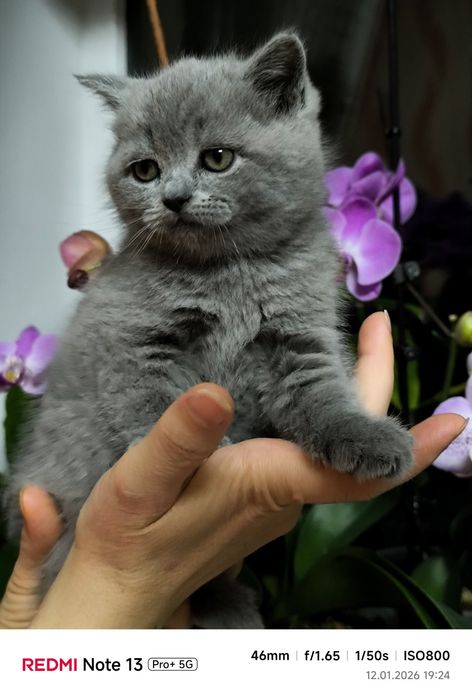 Шотландські кошенята