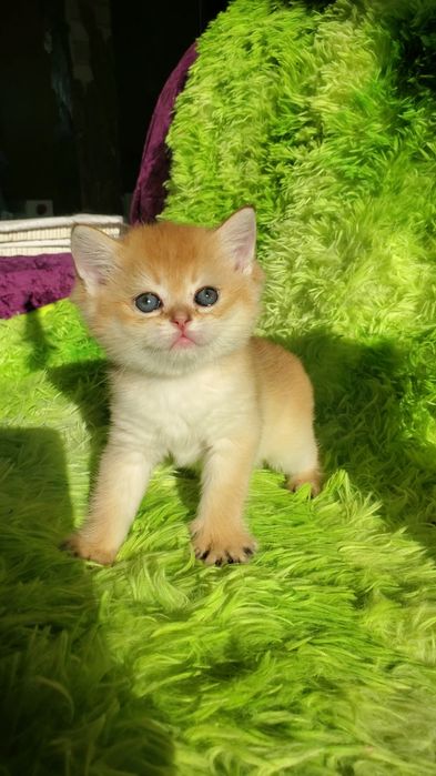 Нежные и забавные малыши. Ручные котята золотая шиншилла.
