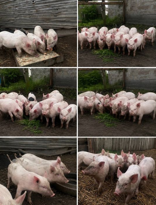 Продам свині Кармали/Біла велика
