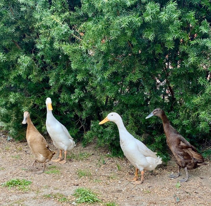 Jaja lęgowe kaczek Biegus Indyjski