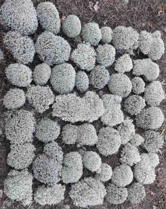 Лісовий мох живий. Кочковий.Ягель