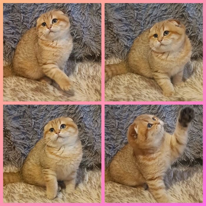 Девочка и мальчик вислоухие золотая шиншилла