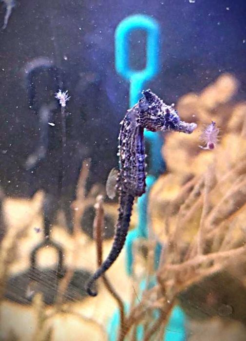 Konik morski Hippocampus erectus. Hodowla. Morskie