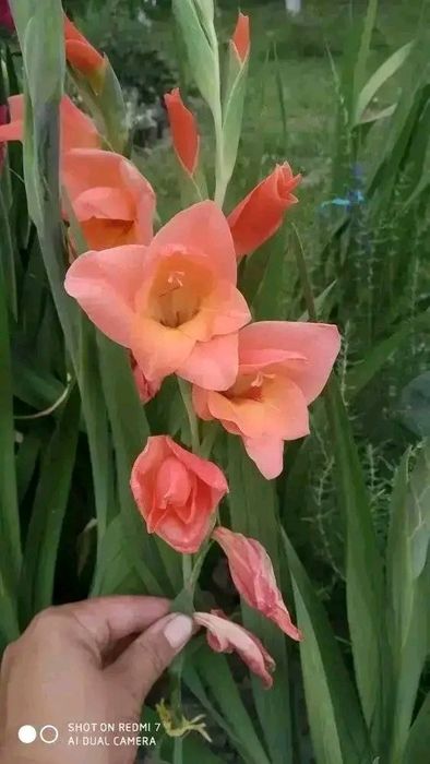 Продам гладіолус