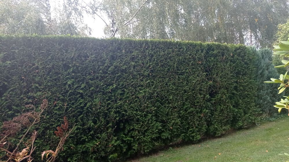 Wycinka-przycinanie drzew  PROMOCJA !