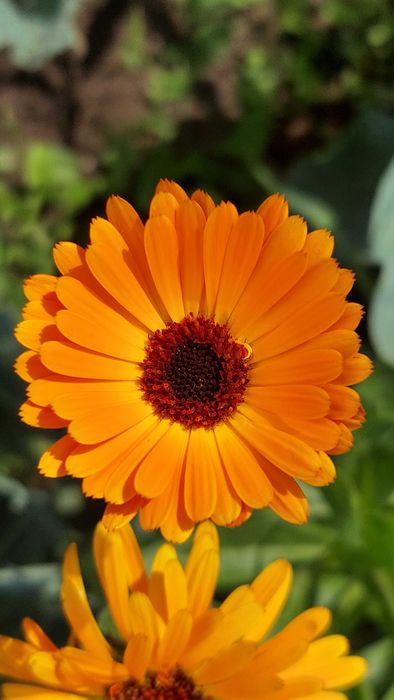 Календула сортова нагідки сортові насіння