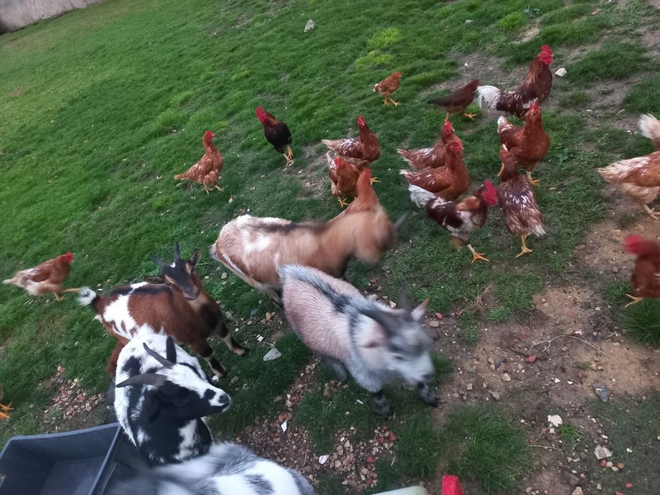 Cabras Anãs dóceis