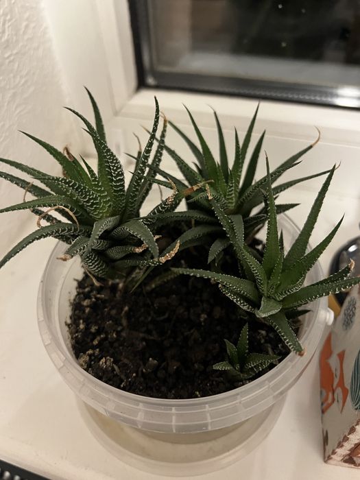 Вазон хавротія кімнатна рослина сукулент