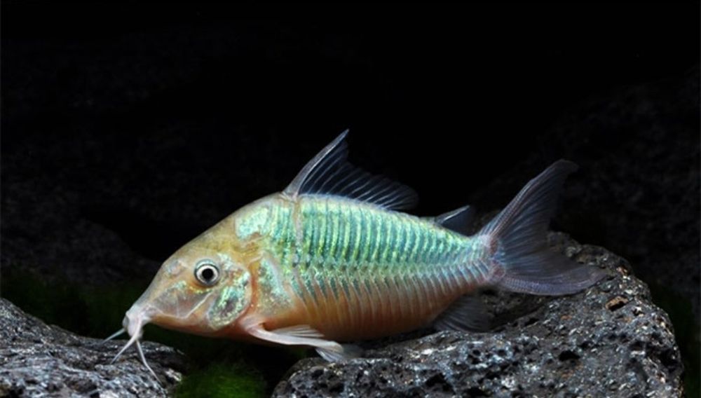 Coridora brochis