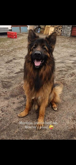 Owcxarek niemiecki długowłosy  szczenie rezerwacja