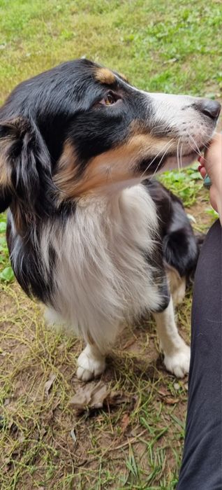 Piesek po border collie