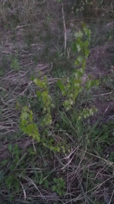 Brzoza brzuzki wysyłam