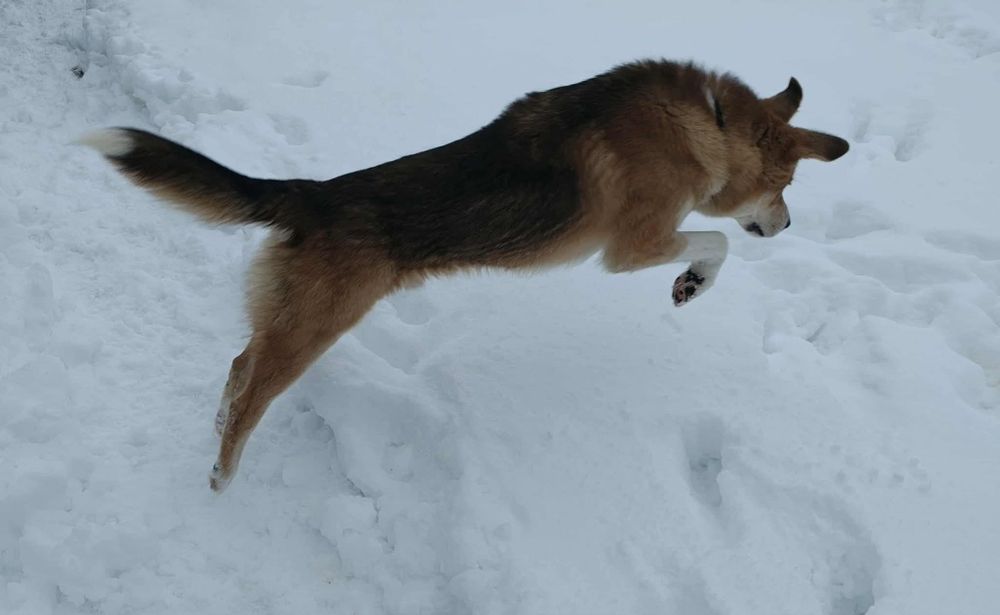Cudny Romuś szuka domu