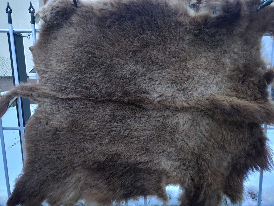 Skóra Żubra Super stan