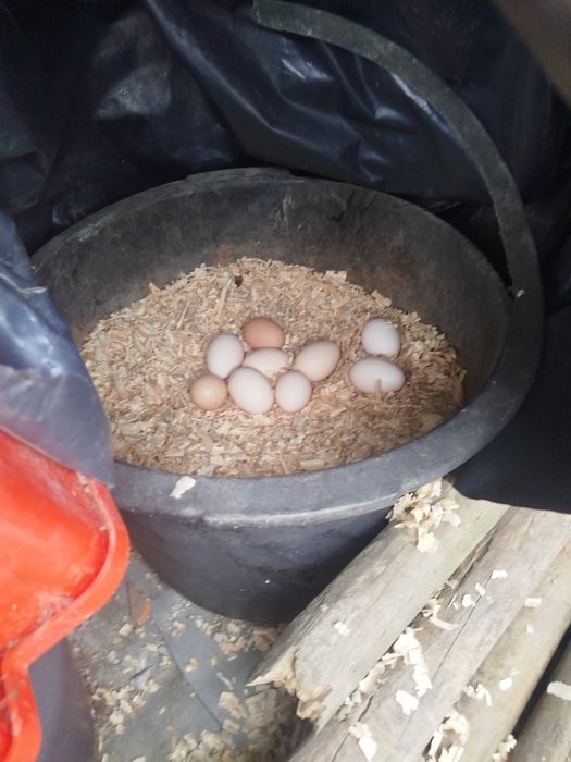Ovos caseiros galinha