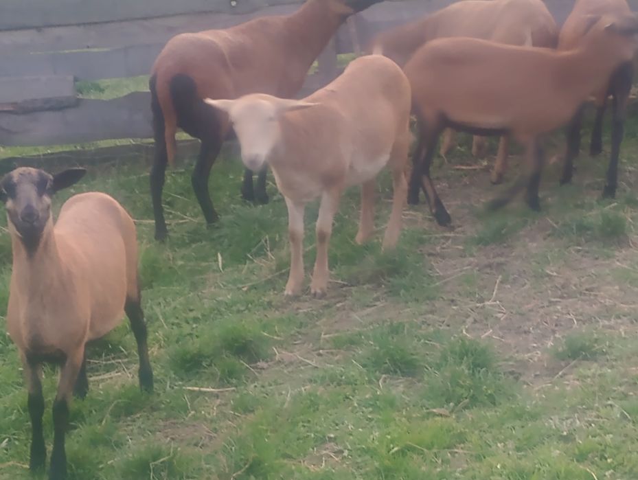 Sprzedam Tryki Barbados 5-cio miesięczne.