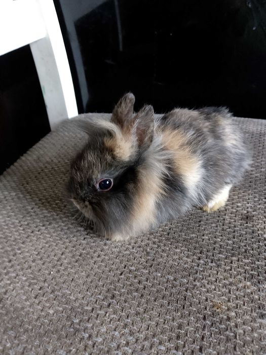 Króliczki miniaturki