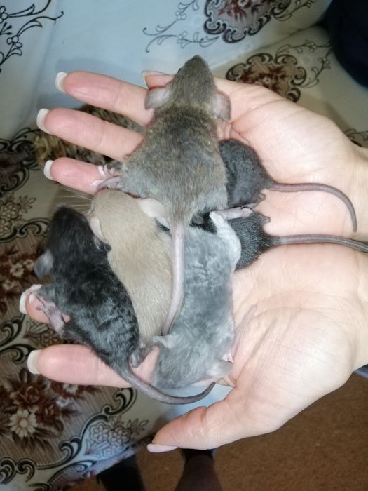 Крыса дамбо рекс, щурик,пацюч,крисята, декоративна криса