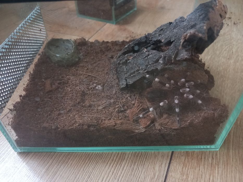 Pająk odbiór osobisty ptasznik biało kolanowy