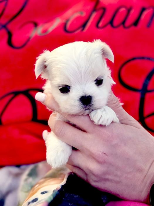 Maltańczyk Maltańczyki ZKwP fci