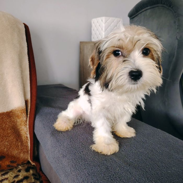 York szczeniak piesek