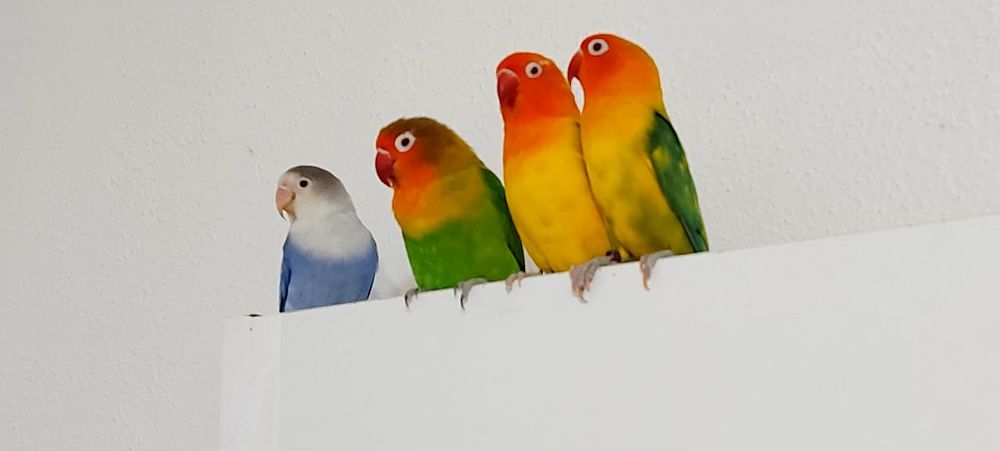 Vendo Agapornis Fischers Opalino.