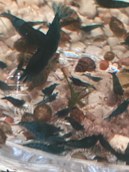 Блю дрим неокапдины