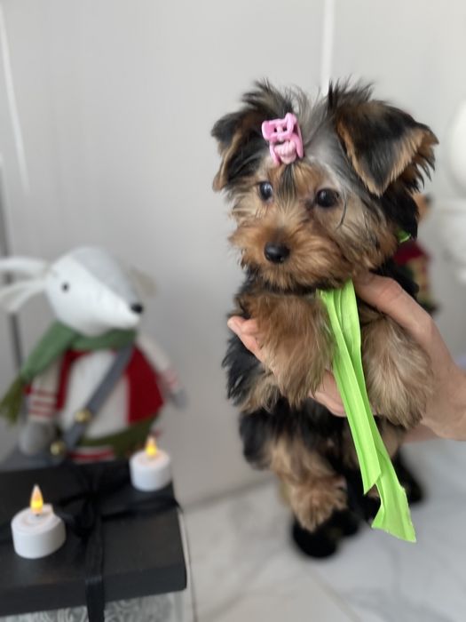 Обіймай і не відпускай  чарівні VIP Йорки тут!