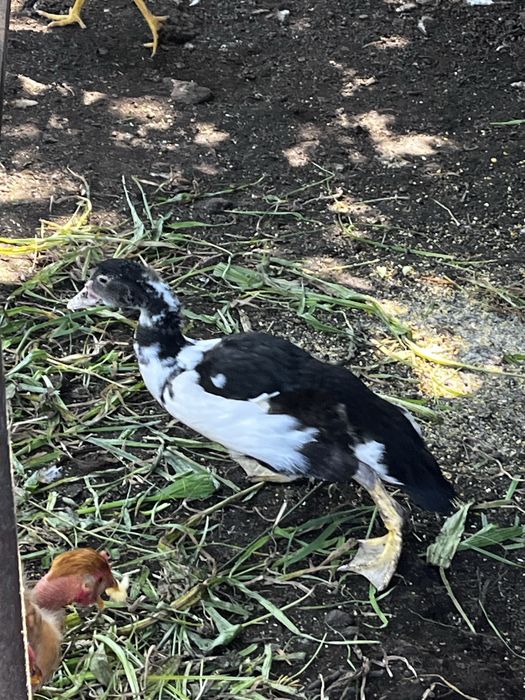 Patos machos a procura de novos donos