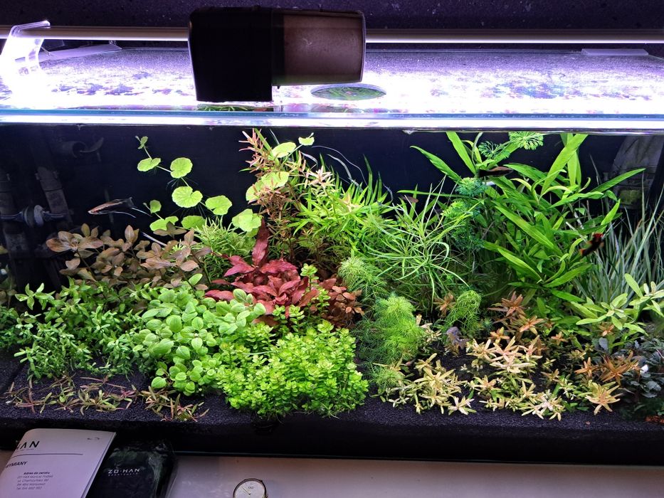 Rośliny akwariowe