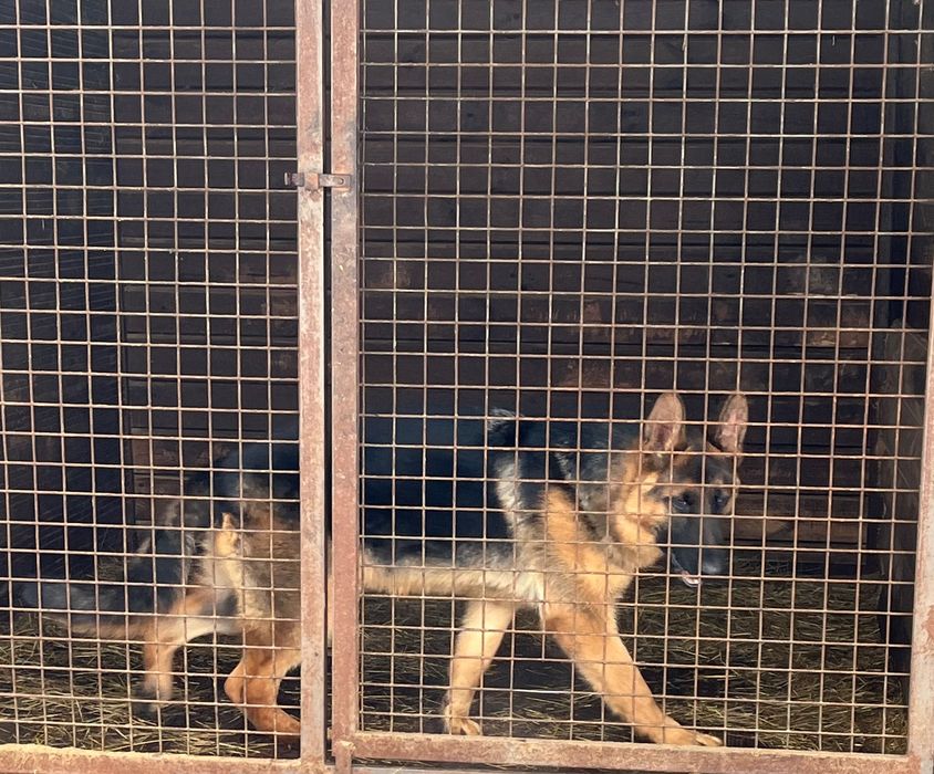 Німецька вівчарка 9місяців кобель