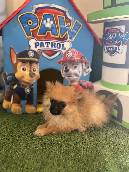Sptiz macho anão miniatura lsrenja